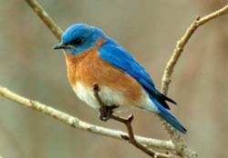 Bluebird in tre