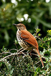 Brown Thrasher