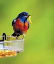 Bluebird w mealworm c